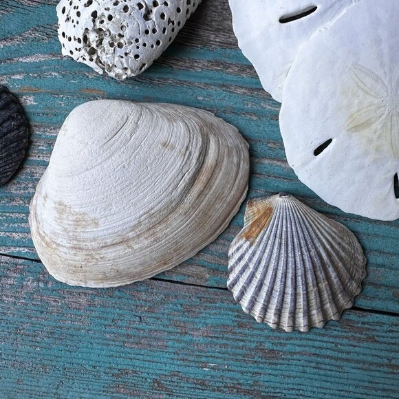 Sea Shells Cypraea Tigris Spike Horned Conch Shell Beach‎ Tropical Lot Of 24 - Picture 4 of 12